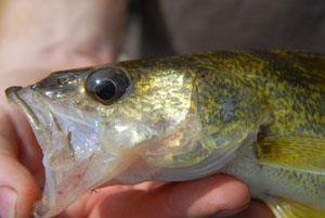 Walleye Reference Photos